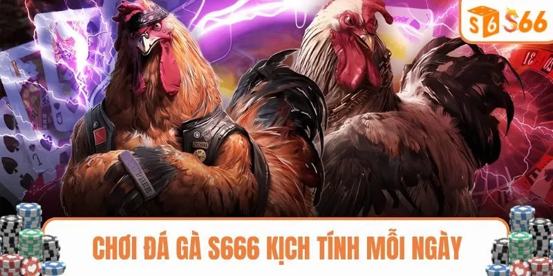 Người chơi tham gia đá gà S666 mỗi ngày